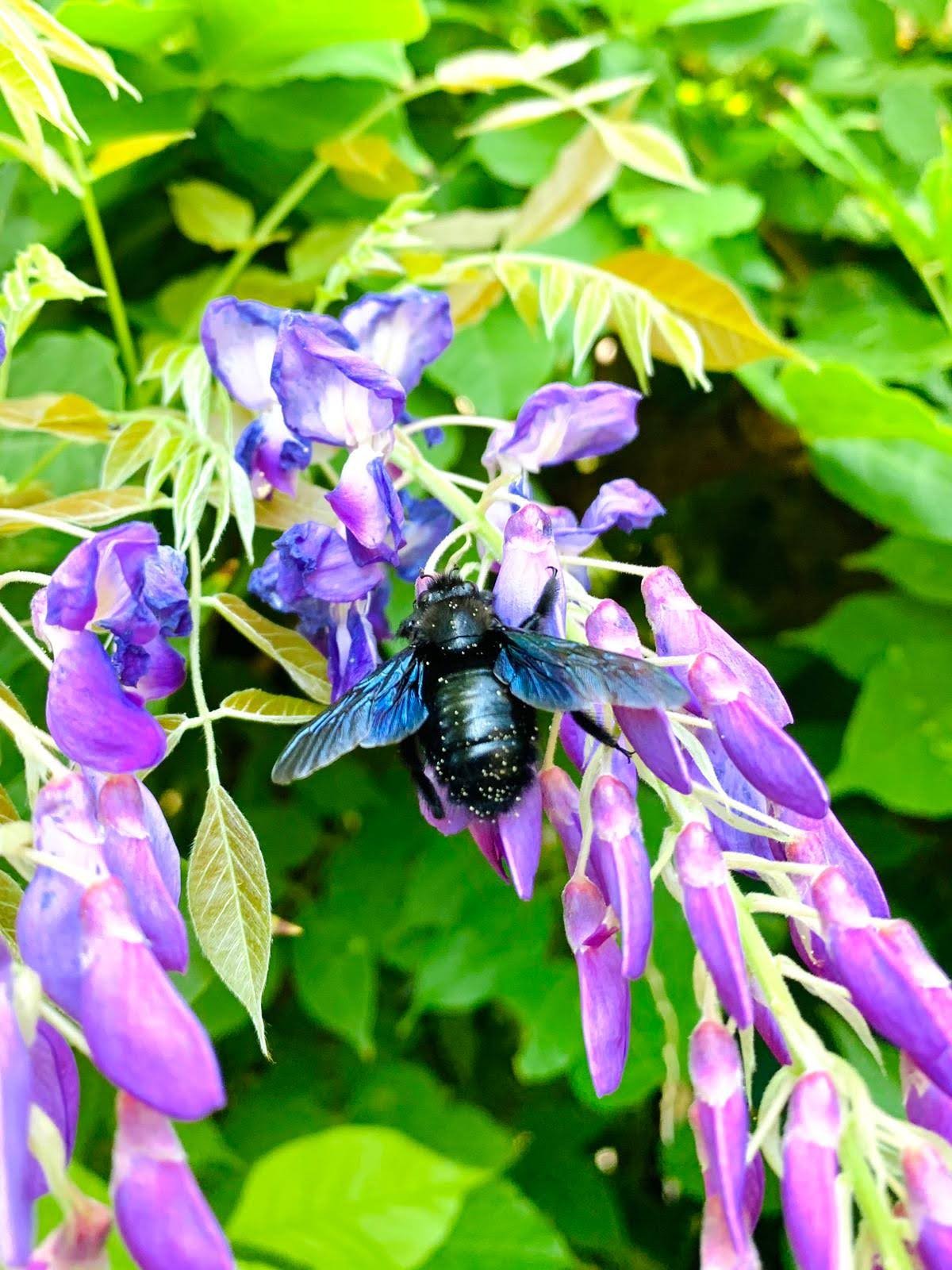 Abeille sauvage sur la glycine au mois de juin