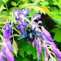 Abeille sauvage sur la glycine au mois de juin