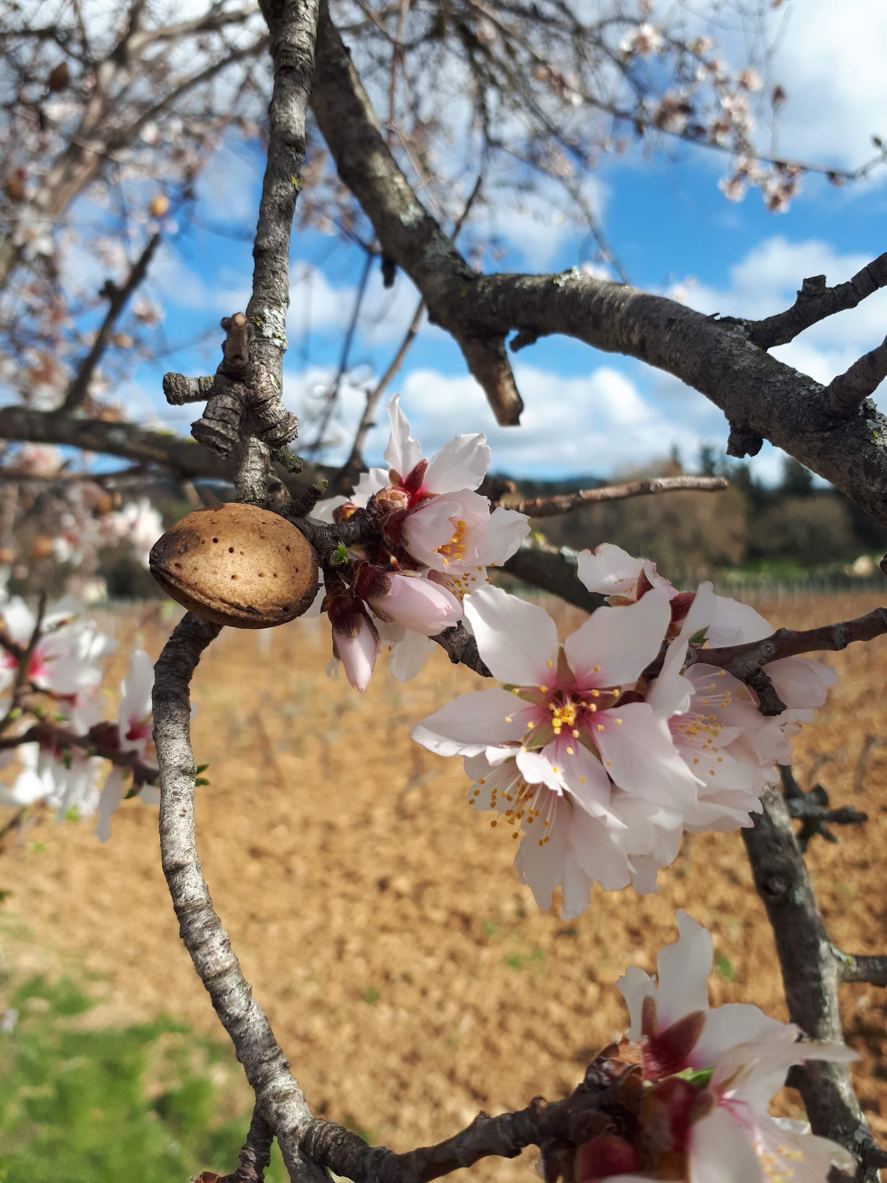 Amandiers en fleurs dans la plaine de La Roquebrussanne