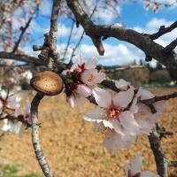 Amandiers en fleurs dans la plaine de La Roquebrussanne