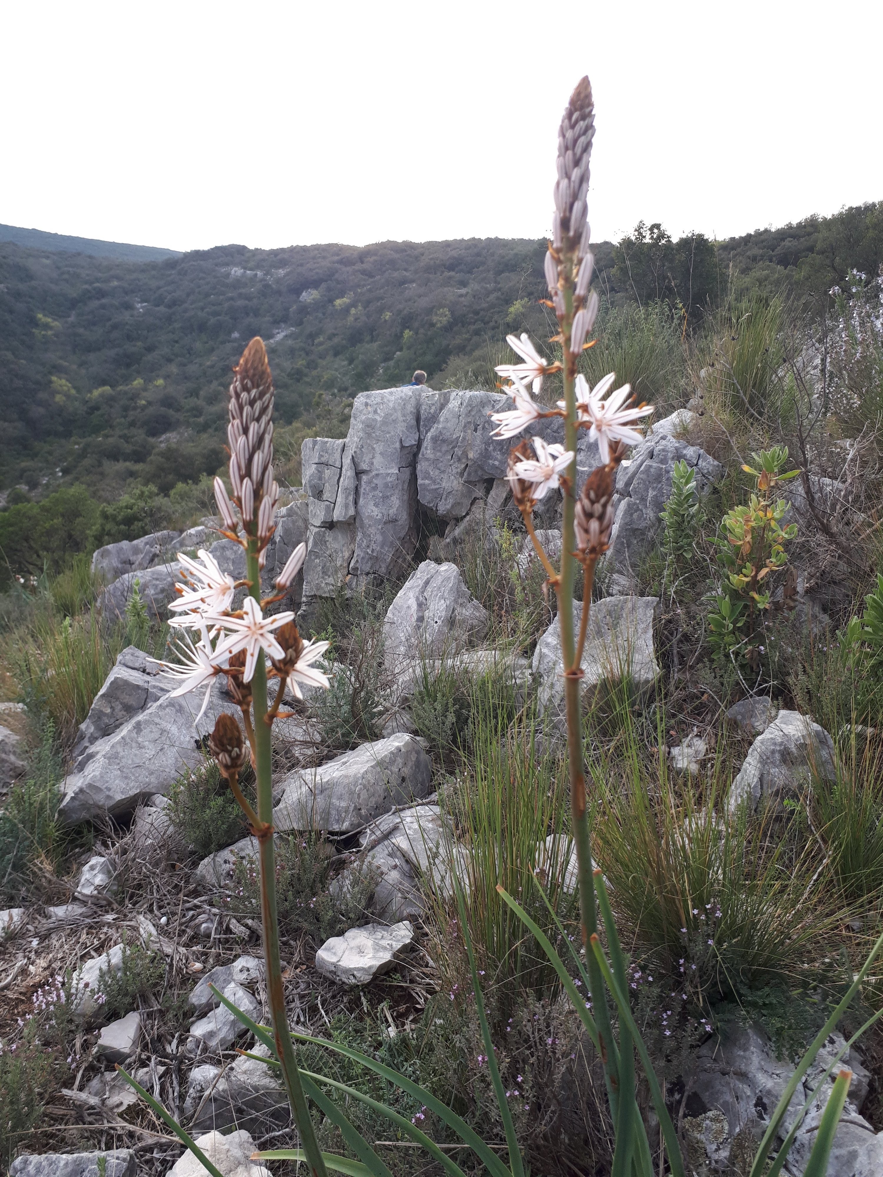 Asphodèle au début du printemps dans la Sainte-Baume à La Roquebrussanne