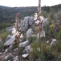 Asphodèle au début du printemps dans la Sainte-Baume à La Roquebrussanne