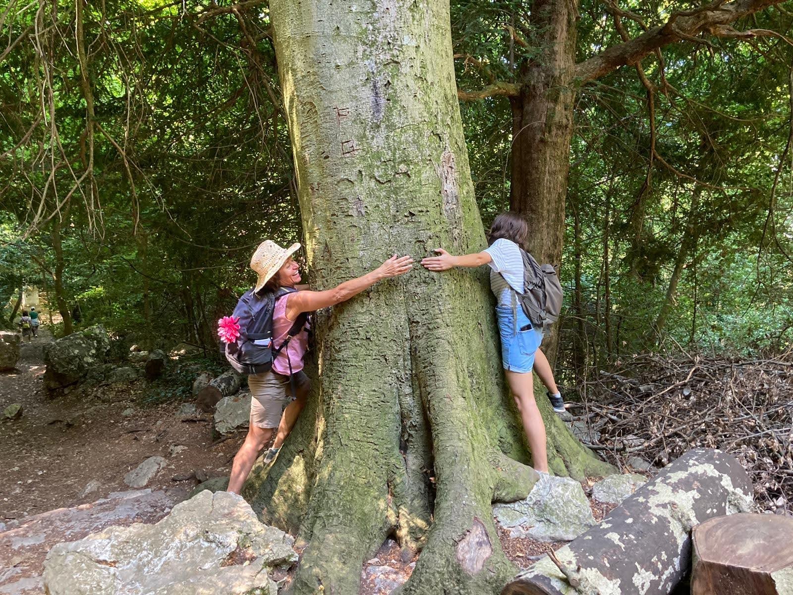 Autour du tronc d'un hêtre dans la forêt-sanctuaire de la Sainte-Baume