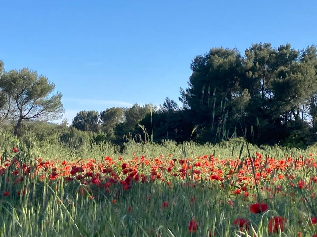 Champ de coquelicots dans la plaine de Garéoult au mois de mai