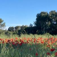 Champ de coquelicots dans la plaine de Garéoult au mois de mai