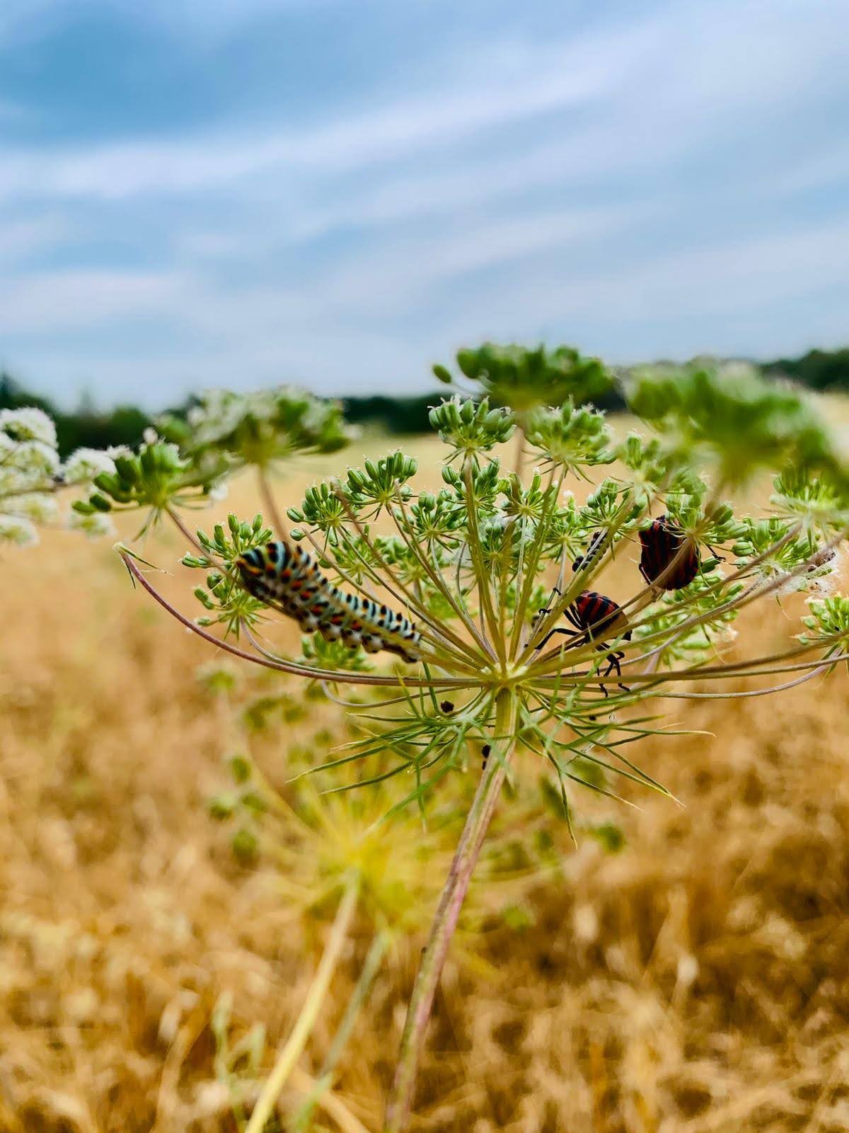 Chenille et punaises sur une fleur de carotte sauvage