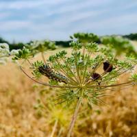 Chenille et punaises sur une fleur de carotte sauvage