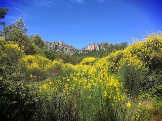 Genêts en fleurs au pied de la montagne de la Loube à La Roquebrussanne