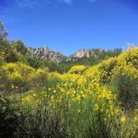 Genêts en fleurs au pied de la montagne de la Loube à La Roquebrussanne