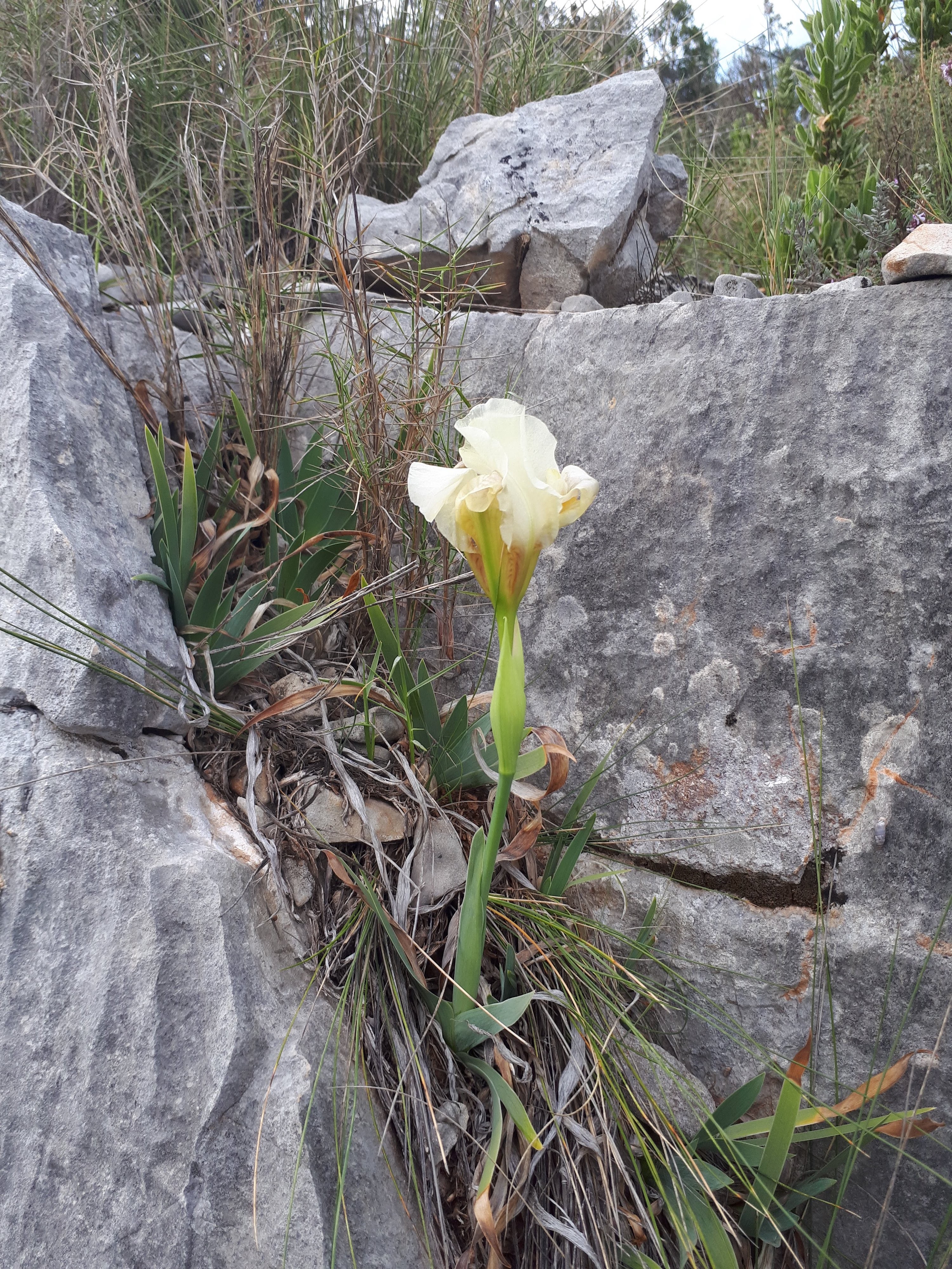 Iris nain au mois de mars dans la Sainte-Baume à La Roquebrussanne