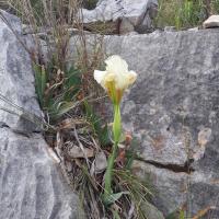 Iris nain au mois de mars dans la Sainte-Baume à La Roquebrussanne