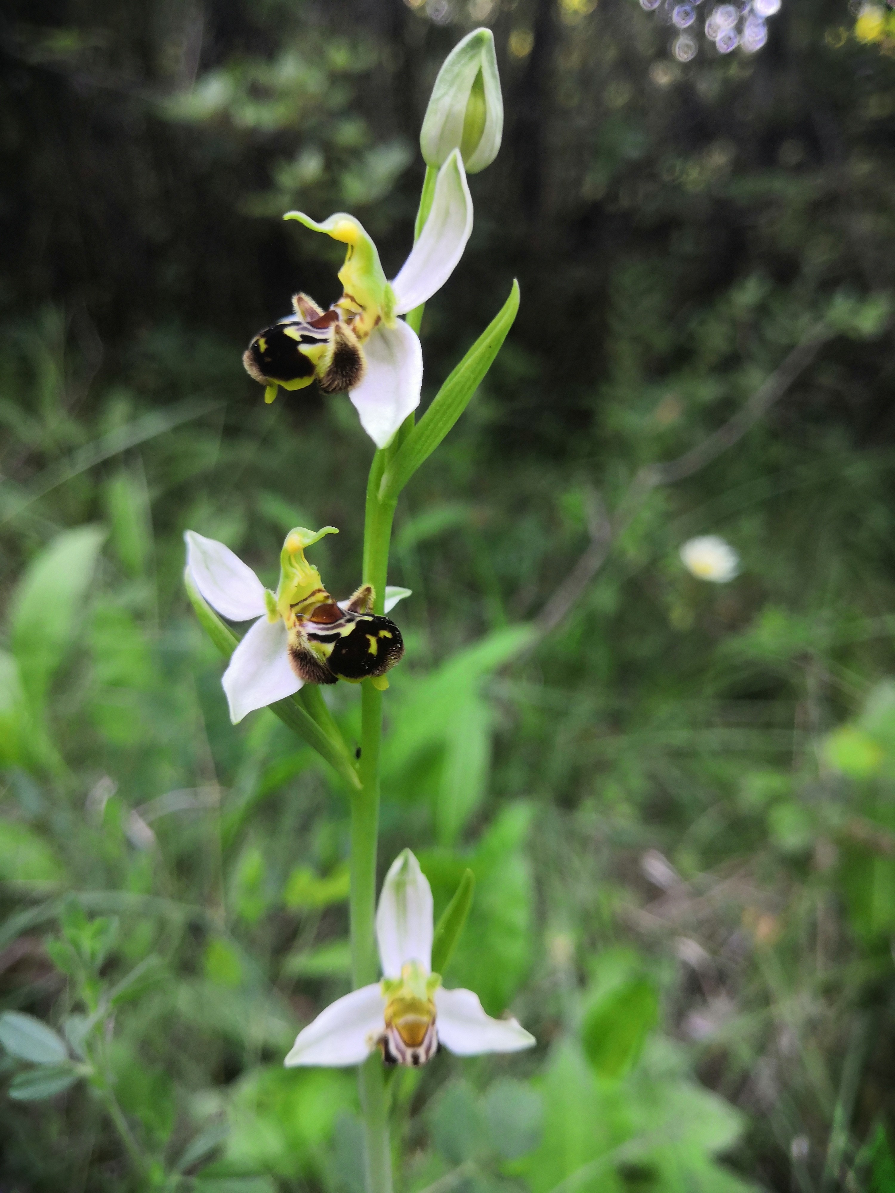 Orchidée abeille sur la montagne de la Loube au mois de juin