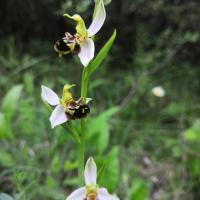 Orchidée abeille sur la montagne de la Loube au mois de juin