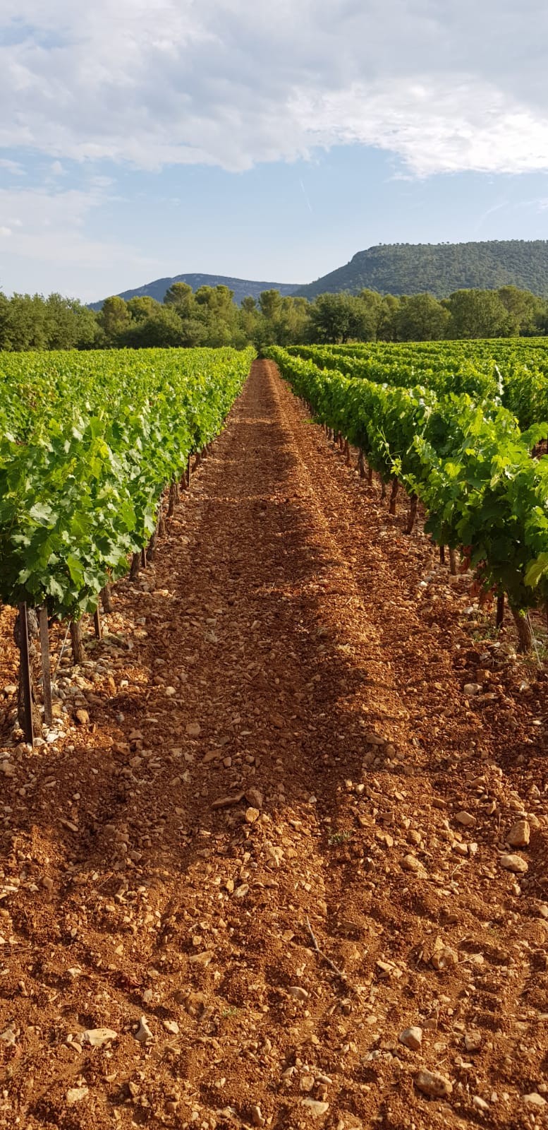 Vignes entre La Roquebrussanne et Garéoult