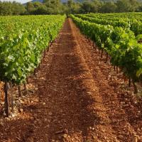 Vignes entre La Roquebrussanne et Garéoult