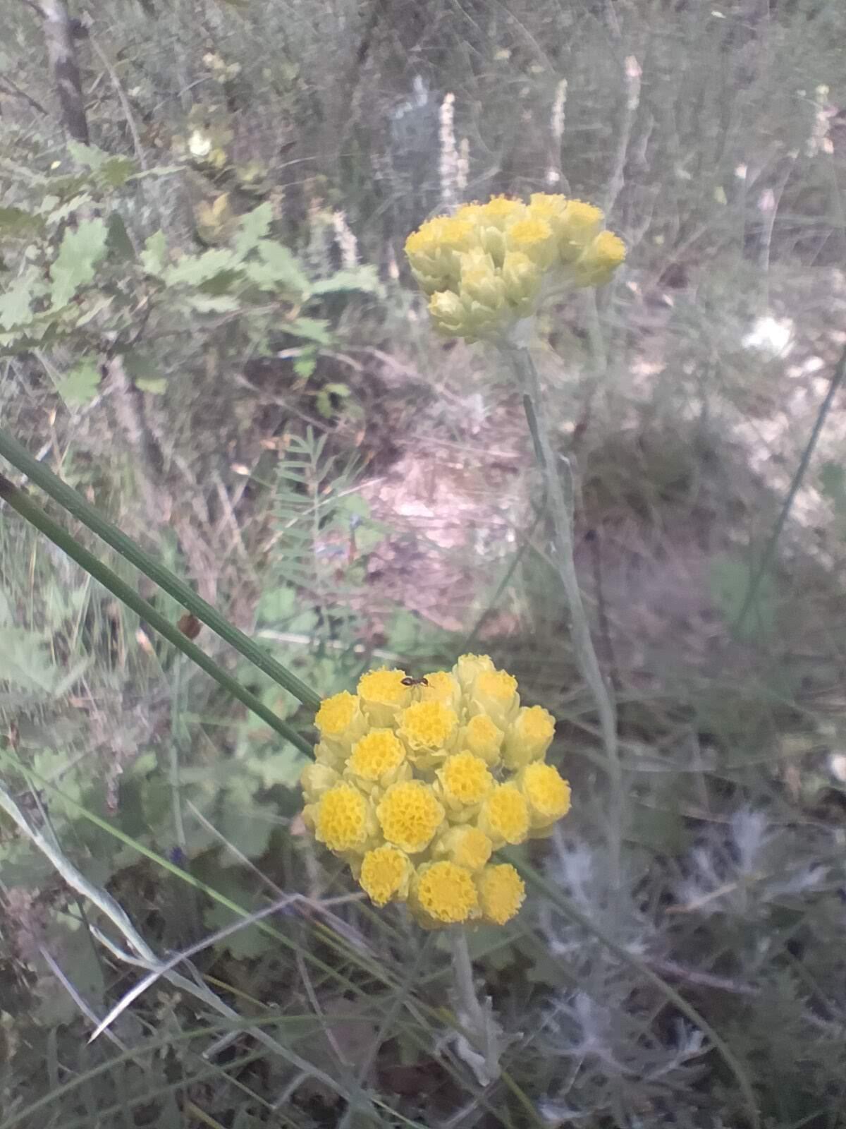 Learning french while gazing flowers