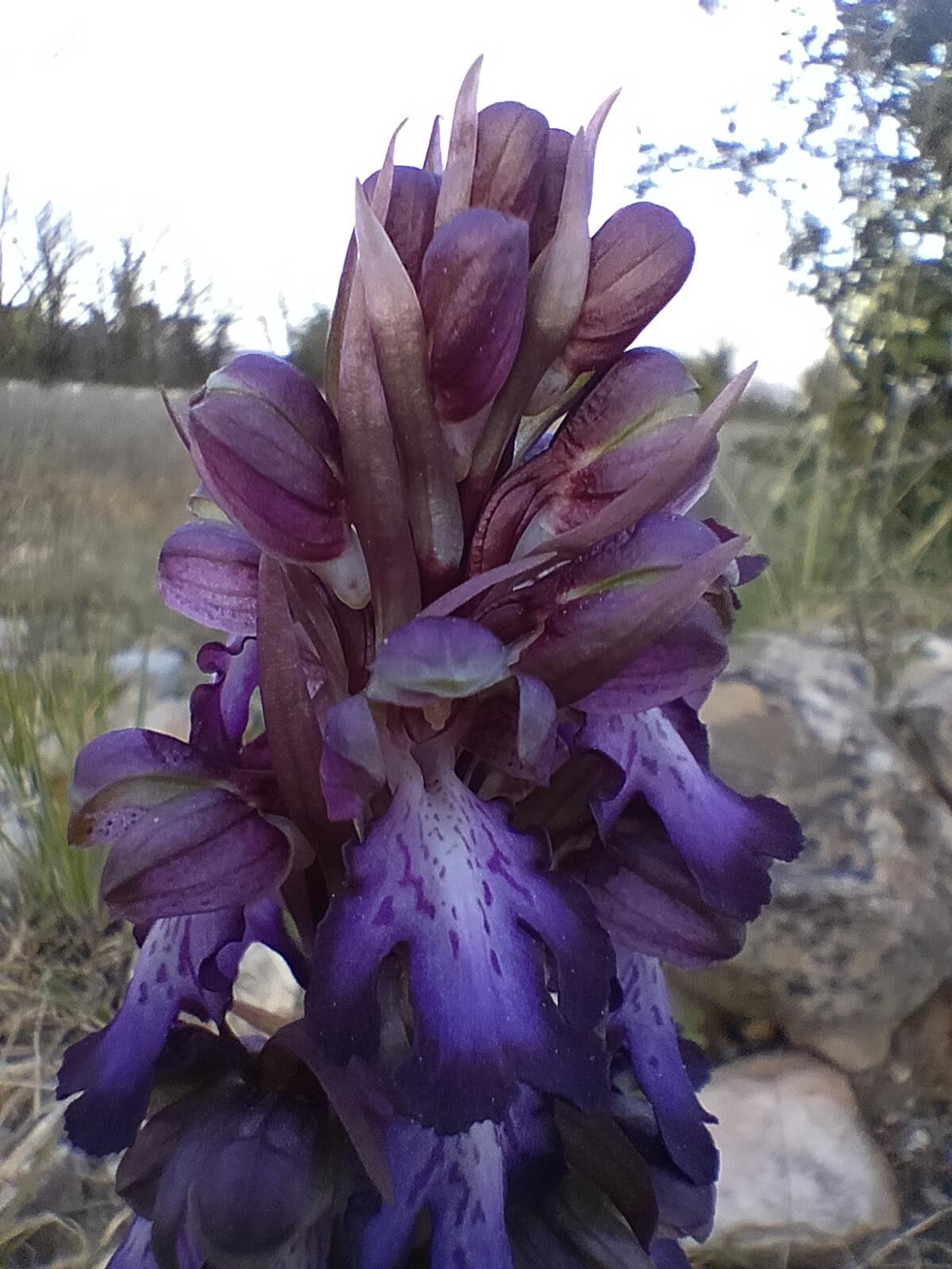 Orchis d hye res